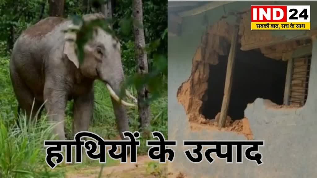 CG News : जशपुर में हाथियों का तांडव! मौत और सवाल! ग्रामीणों में दहशत का माहौल....