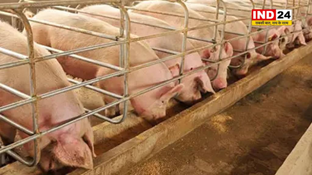 हिमाचल प्रदेश में सूअरों की खरीद-बिक्री पर लगा बैन, अफ्रीकी स्वाइन फ्लू का खतरा