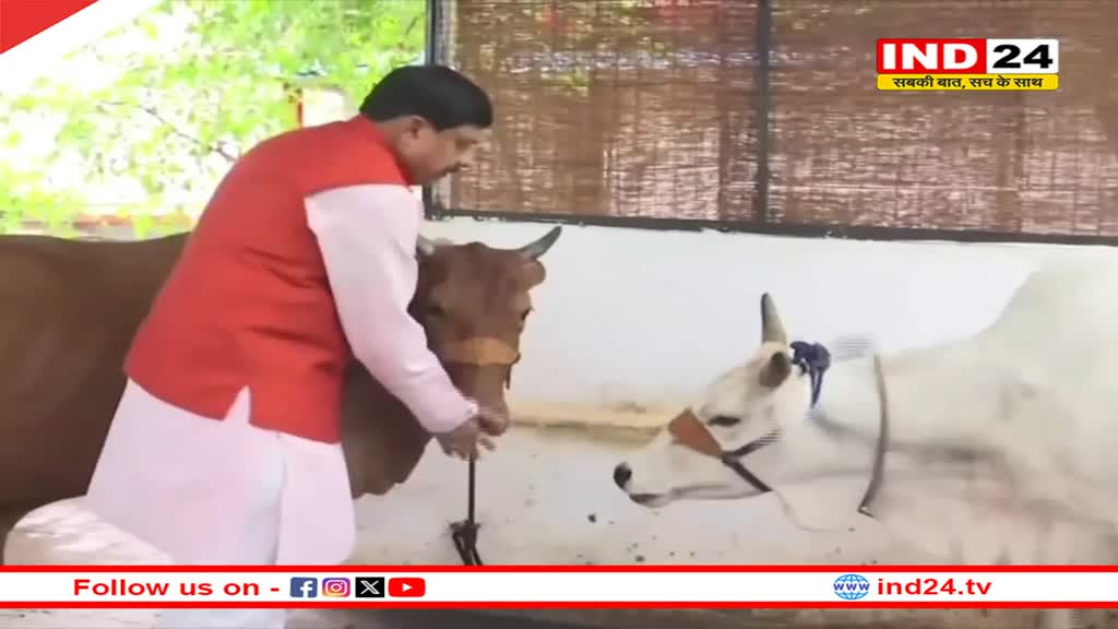 सीएम डॉ. मोहन यादव ने किया गौ-माता को लाड़-प्यार 