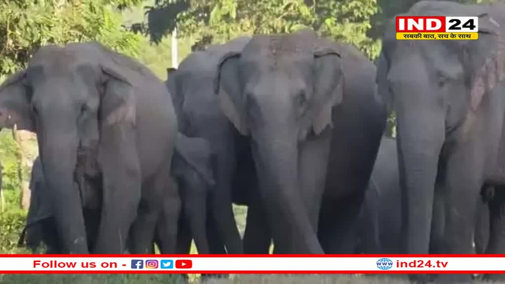 रानी रिजर्व फॉरेस्ट के पास तीन हाथियों की मौत, बिजली के तार की चपेट में आने से हुई मौत