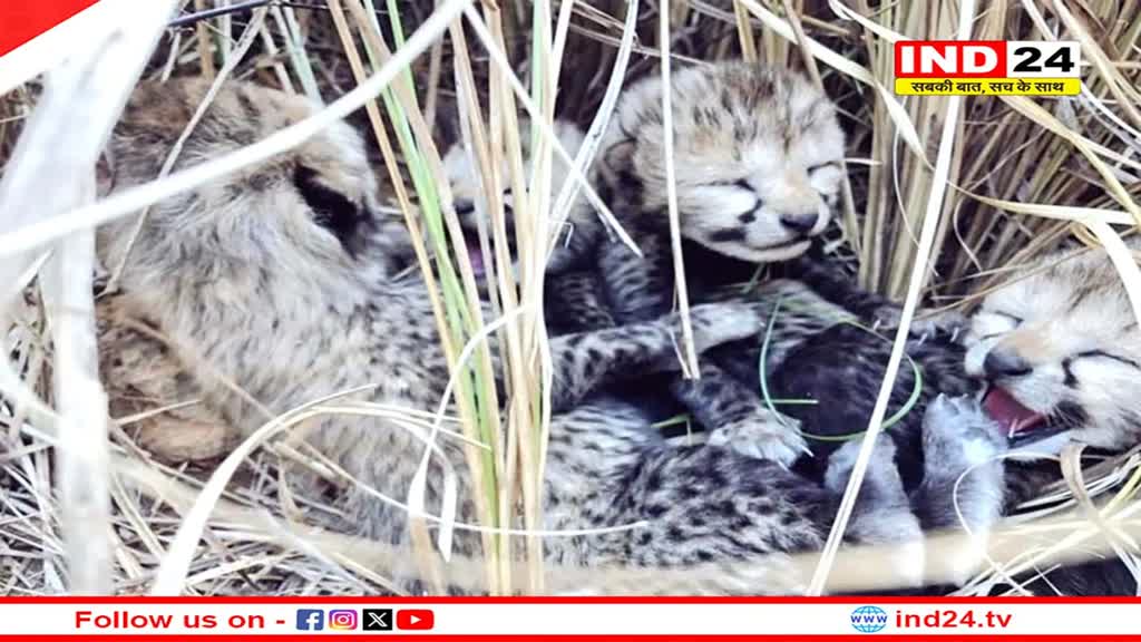 कूनो में आई खुशहाली, नामीबियाई चीता ज्वाला ने तीन शावकों को दिया जन्म, केंद्रीय वन मंत्री ने दी बधाई