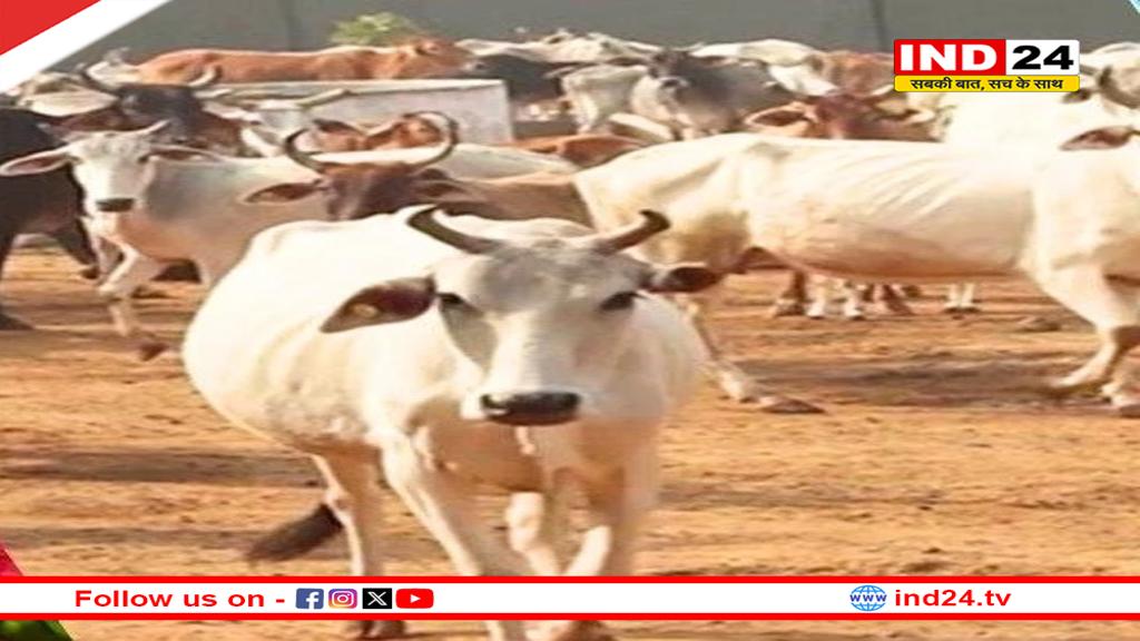MP में गौशालाओं को अब प्रति गाय 20 की जगह मिलेंगे 40 रुपए रोज, पशुपालन योजना भी होगी लागू
