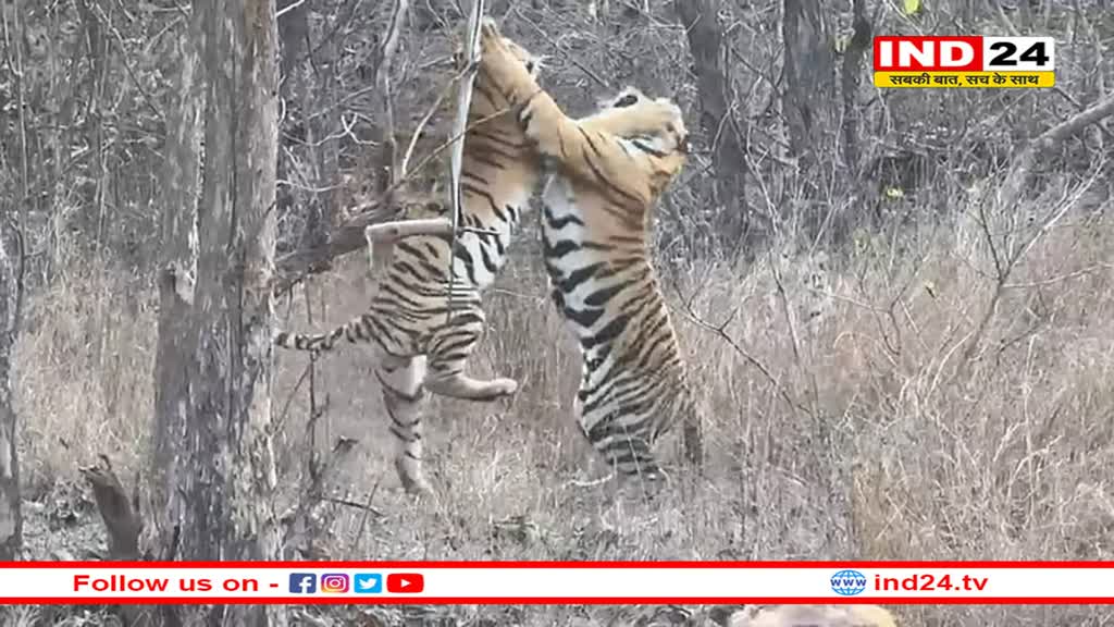 भोपाल के पास बाघ के हमले से ग्रामीण की मौत, आधा शरीर खाया, इंसान पर हमले की पहली घटना