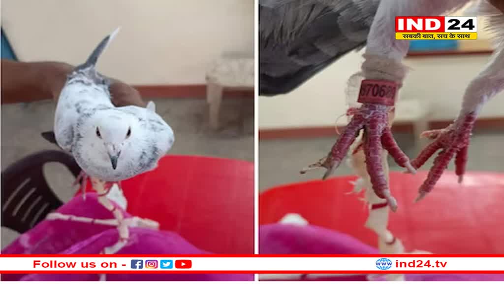 पाकिस्तान से भारत आए सफेद कबूतर ने फैलाई सनसनी, पैरों में लगा है नंबरों का टैग, पढ़ें क्या है मामला