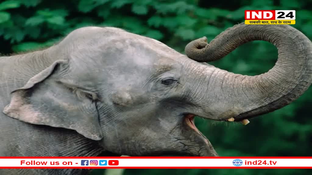 लंबी क्यों होती है हाथियों की सूंड, उनके इतिहास में छिपा था रहस्य