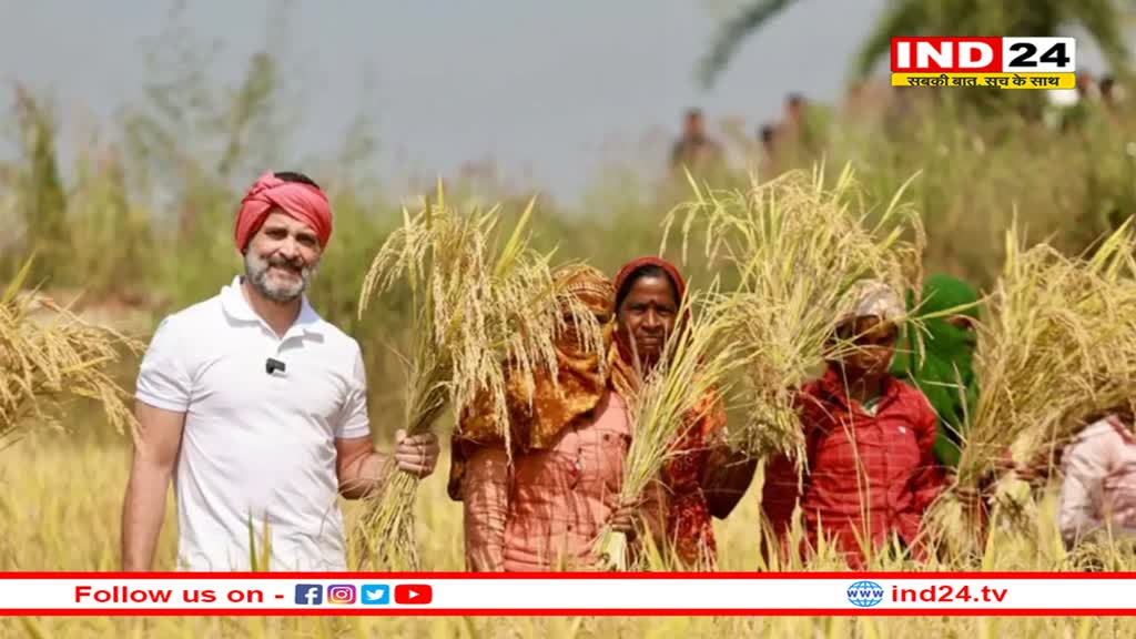 Rahul Gandhi Video: अचानक खेत में पहुंचे राहुल गांधी, गमछा बांधा और शुरू कर दी धान कटाई