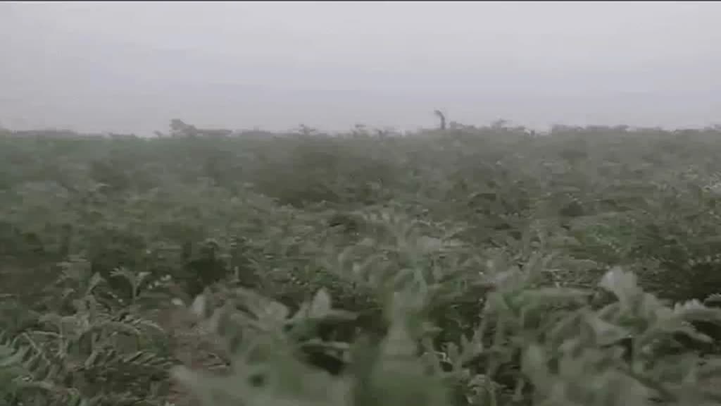 Rajasthan Weather Update: जैसलमेर में रहा सीजन का सबसे ठंडा दिन, जानें आगे कैसा रहेगा मौसम का हाल 
