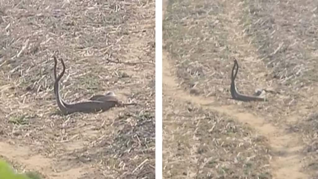 CG News : बारिश आते ही मस्ती में नाचने लगा नाग-नागिन का जोड़ा, इंटरनेट पर छाया वीडियो......