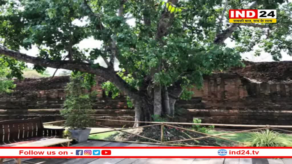 पीपल के पेड़ की कितनी परिक्रमा करनी चाहिए, शनि प्रकोप से मुक्ति के लिए पीपल की पूजा