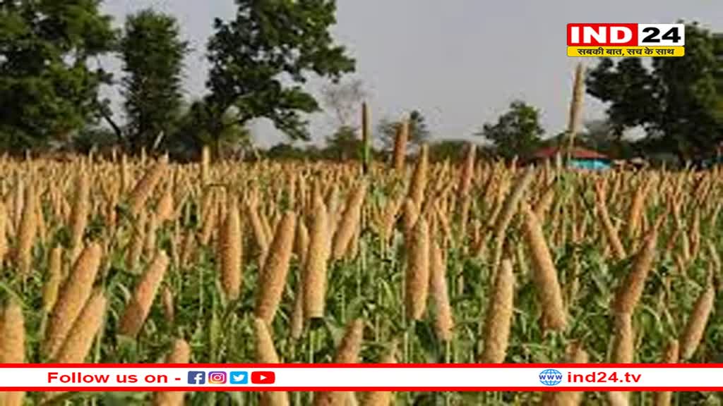 सूखे में टिकी रहेगी फसल, क्लाइमेट चेंज का नहीं होगा असर, नई खोज ने जगाई उम्मीद