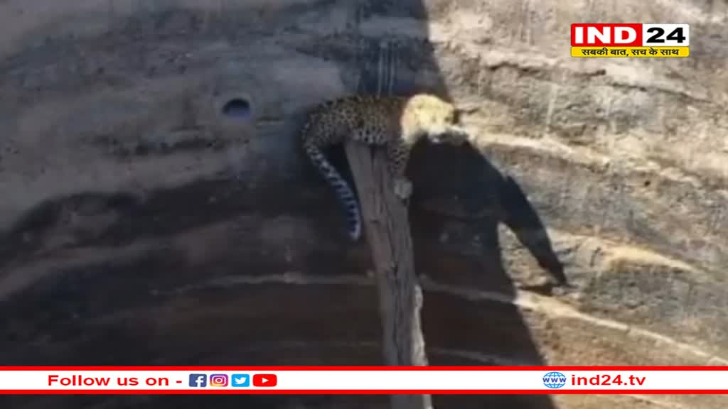 कुएं में गिरा तेंदुआ, ग्रामीणों की सूचना पर पहुंची वन विभाग की टीम ने किया रेस्क्यू