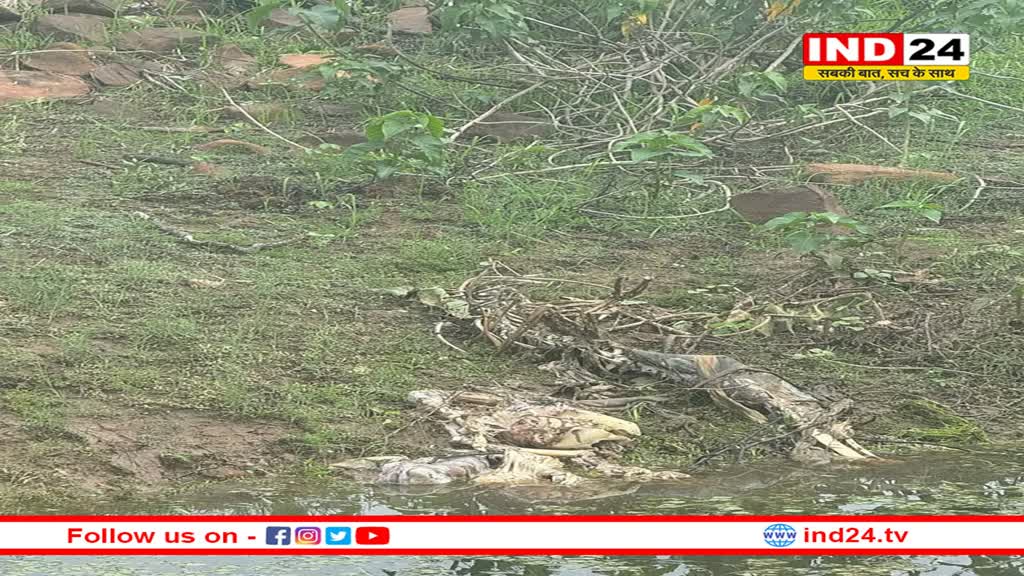 टाइगर स्टेट में एक और बाघ की मौत, गोली मार कर शिकार करने का आरोप