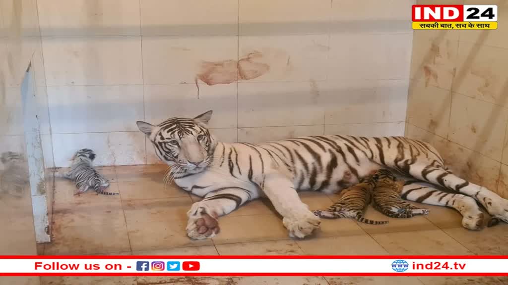 MP News: ग्वालियर चिड़िया घर में आए 3 नन्हे मेहमान, चिड़ियाघर में गूंजी खुशी की लहर