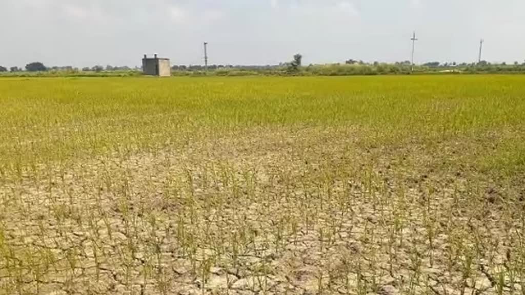 मध्य प्रदेश के कई जिलों में औसत से 40 फीसदी कम दर्ज हुई बारिश