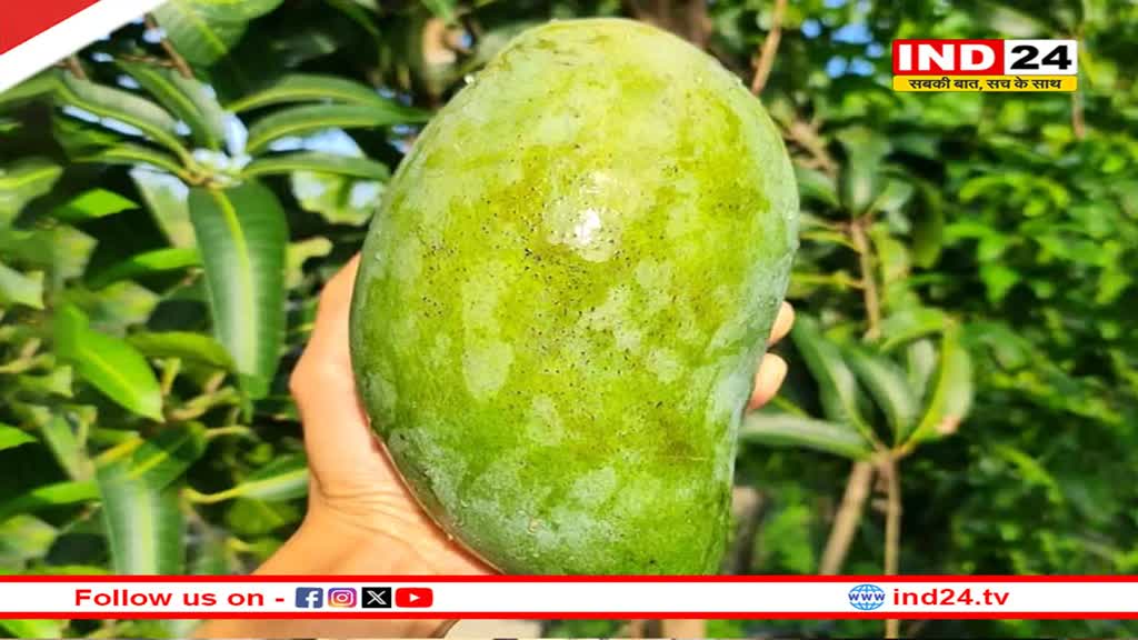 विलुप्त होने की कगार पर भारी वजन वाला 'नूरजहां' आम, एक्शन मोड में सरकार