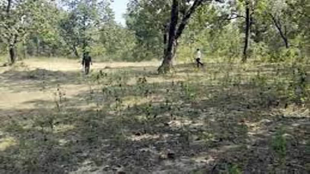 CG NEWS : कैम्प उड़ाने की साजिश नाकाम, हमला करने पहुंचे नक्सलियों को जवानों ने दिया मुंहतोड़ जवाब