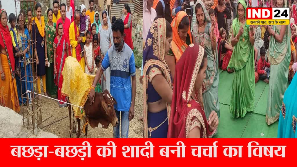 खरगोन : बछड़ा-बछड़ी की अनोखी शादी