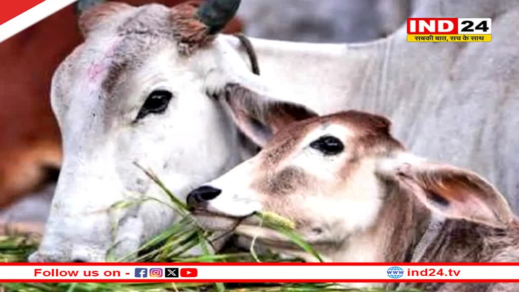 Bachh Baras 2024: आज है बछ बारस व्रत, जानें शुभ मुहूर्त और पूजा विधि