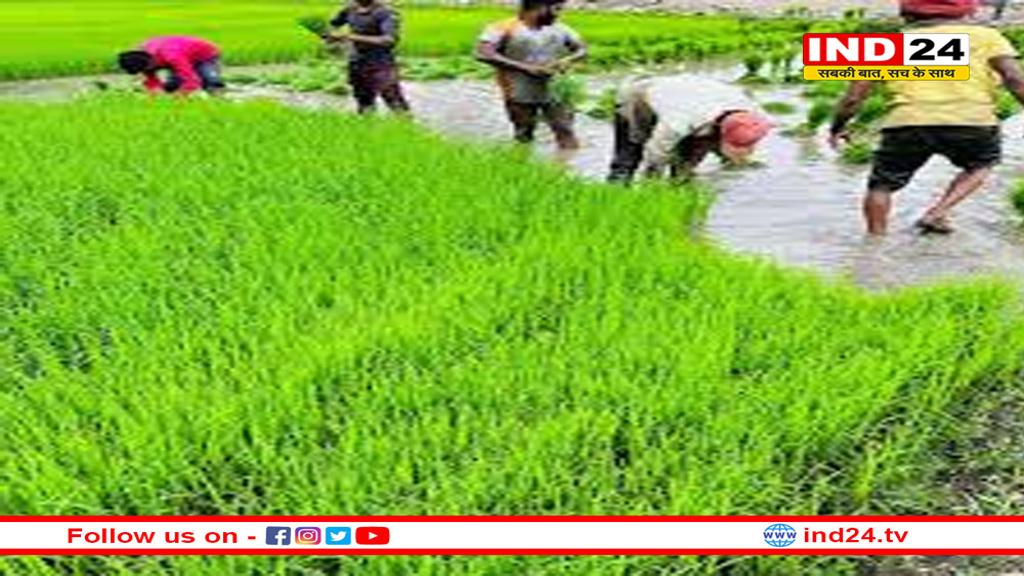 धान की रोपाई कर कृषक जीवन से जुड़े सीएम धामी, कहा—किसानों का श्रम पूजनीय, संस्कृति के संवाहक हैं अन्नदाता