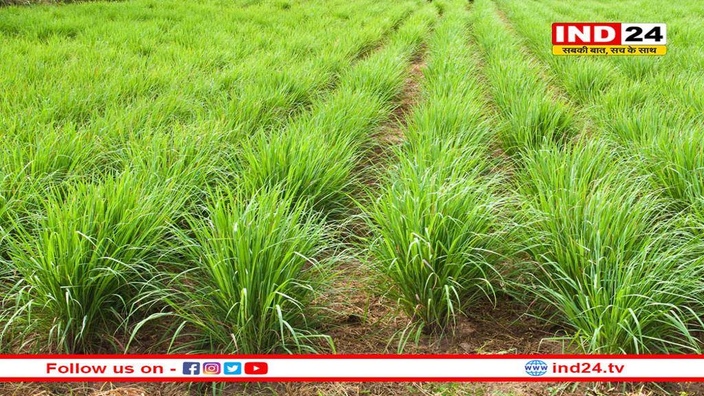 शुरुआती ठंड में गुणकारी हर्ब लेमन ग्रास