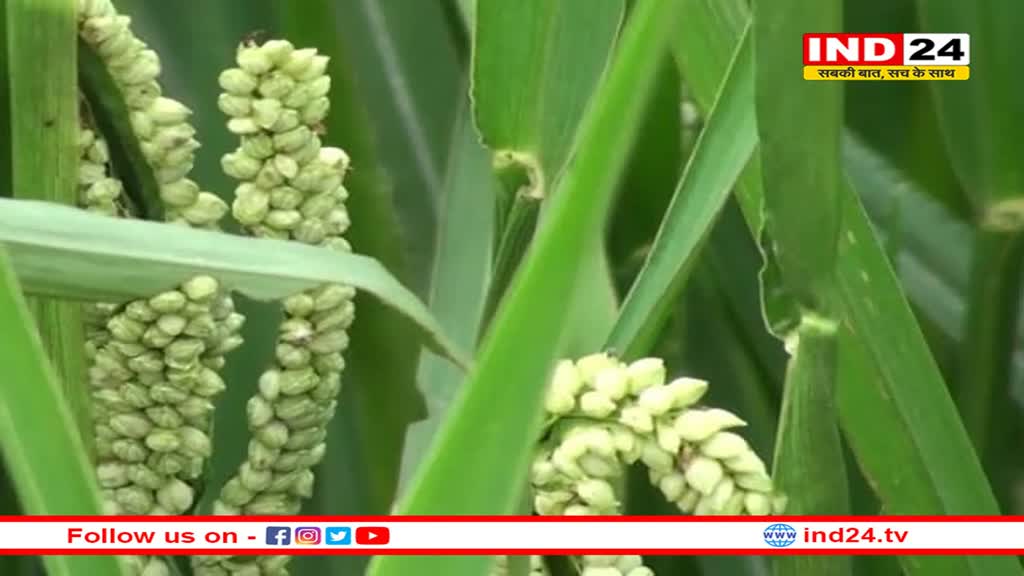 कोदो का कहर! दो दिन में दो जिलों में 13 लोग बीमार