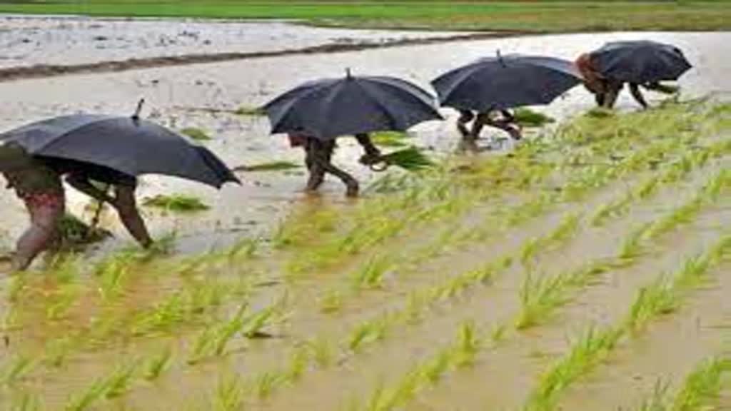 अगस्त महीने में 100 वर्षों में सबसे कम बारिश होने का अनुमान, खरीफ फसलों को नुकसान से महंगाई बढ़ने का खतरा!