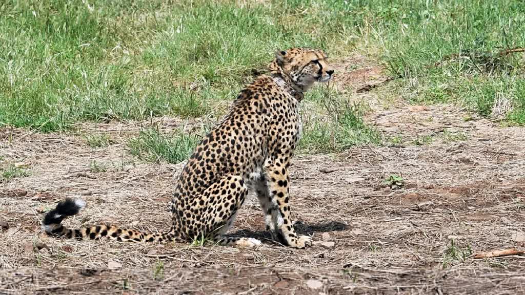 MP News: कूनो नेशनल पार्क में एक और चीते की मौत, अब तक 9 ने तोड़ा दम