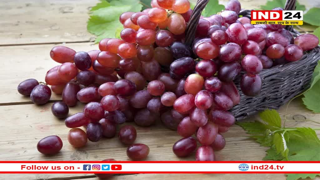 Health Tips: लाल अंगूर खाने से याददाश्त होती तेज, इसमें मौजूद फाइबर पाचन को देते हैं बढ़ावा 