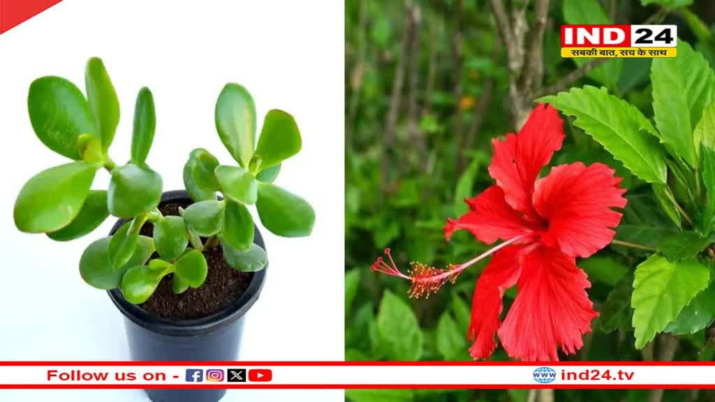 धनतेरस के मौके पर घर लाएं ये पौधे, होगी बरकत