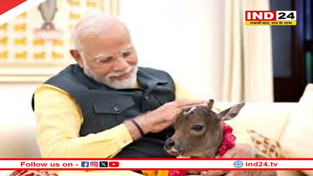 PM आवास में हुआ नन्हे मेहमान 'दीपज्योति' का आगमन, गौमाता ने नव वत्सा को दिया जन्म 
