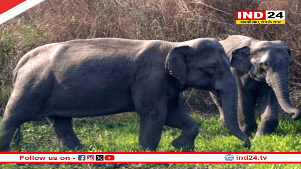 राजधानी एक्सप्रेस की टक्कर से 8 हाथियों की मौत, 5 डिब्बे पटरी से उतरे