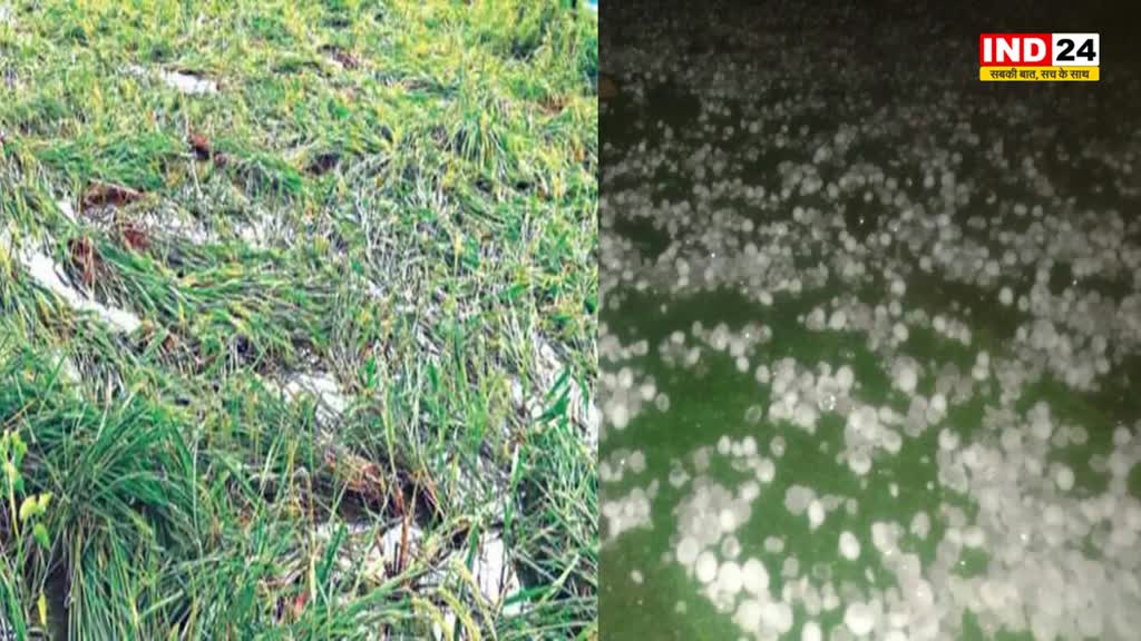 Hailstorm : ओलावृष्टि से फसलों को हुए नुकसान, श‍िवराज सरकार कराएगी सर्वे