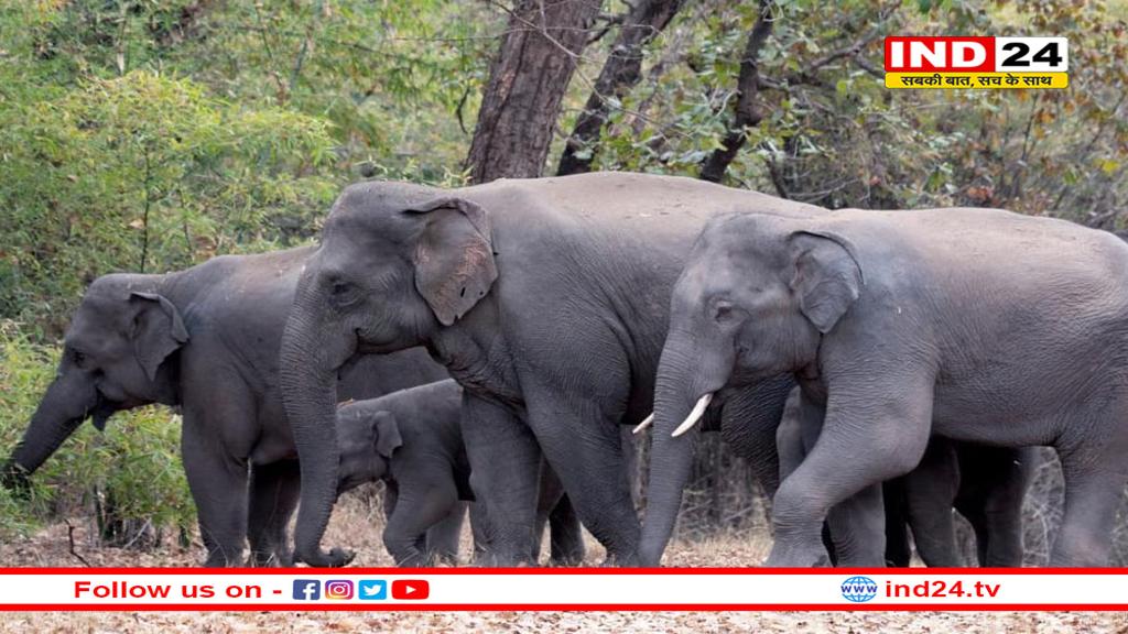 बांधवगढ़ में पहली बार जंगली हाथियों की हो रही पहचान, बन रही एलीफेंट आईडी