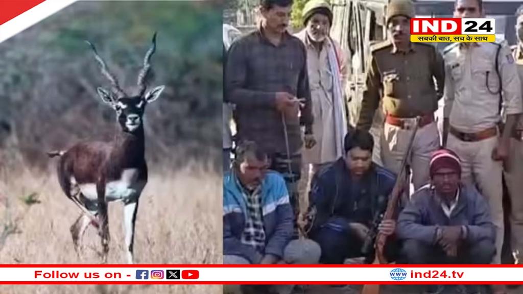काले हिरण के मांस की मुंबई तक सप्लाई का शक! रिमांड पर भोपाल का डॉक्टर