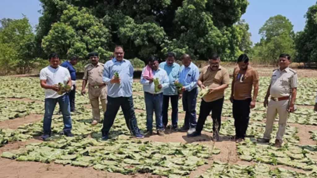 CG NEWS :तेंदू पत्ता की तस्करी, आंध्रप्रदेश और तेलंगाना भेजने की तैयारी कर रहे 3 आरोपियों पर लगा 40 हजार का जुर्माना