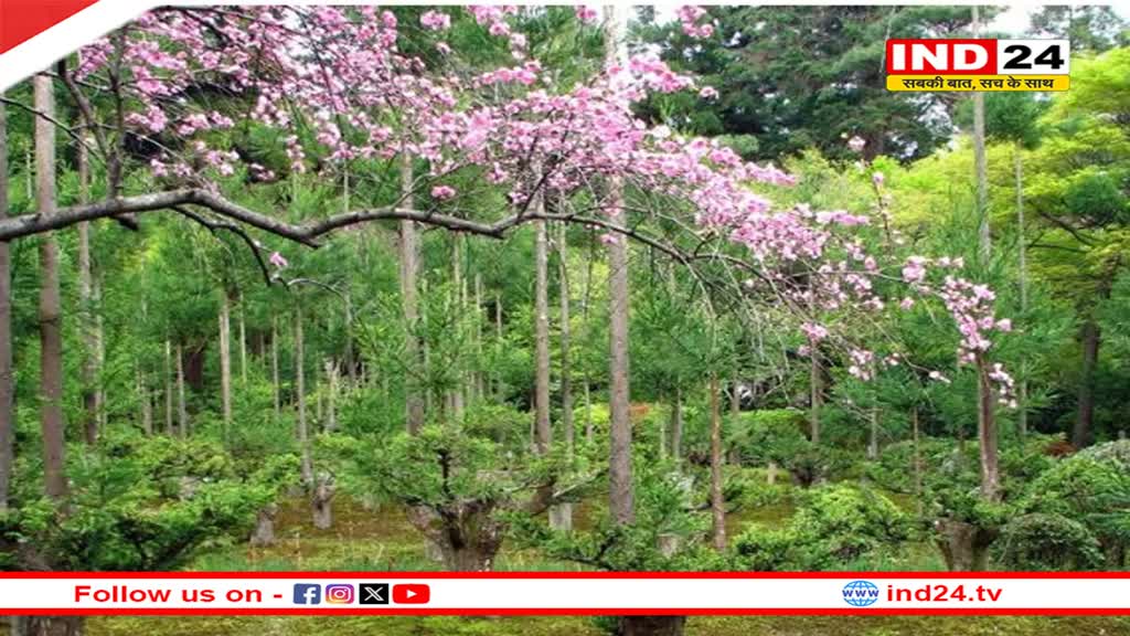 Japan News: कमाल की है जापान की दाईसुगी तकनीक, बिना पेड़ों को काटे भी मिल जाती है लकड़ी