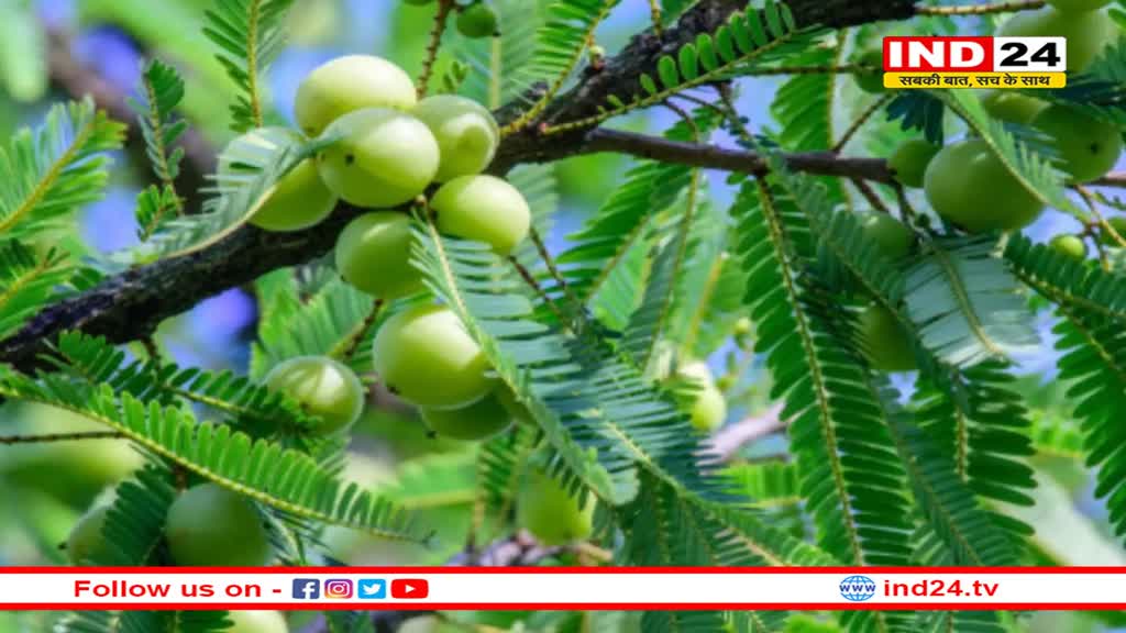 खाली पेट करें इस फल का सेवन और बढाये अपनी इम्युनिटी और रोगों से भी पाये छुटकारा