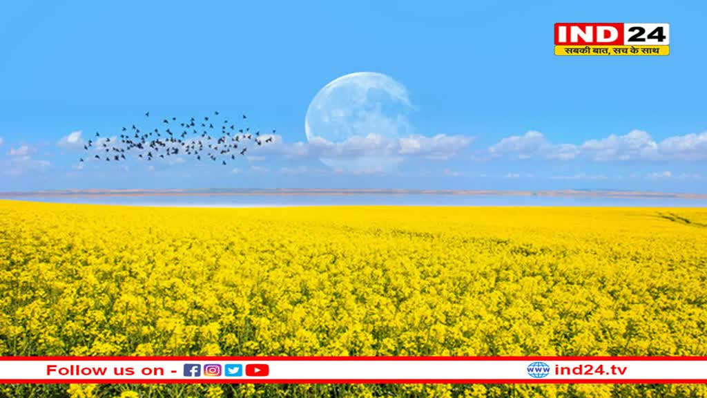 गेहूं छोड़ सरसों में किस्मत आजमा रहे बुन्देलखण्ड के किसान, लागत से 8 गुना ज्यादा हो रही कमाई