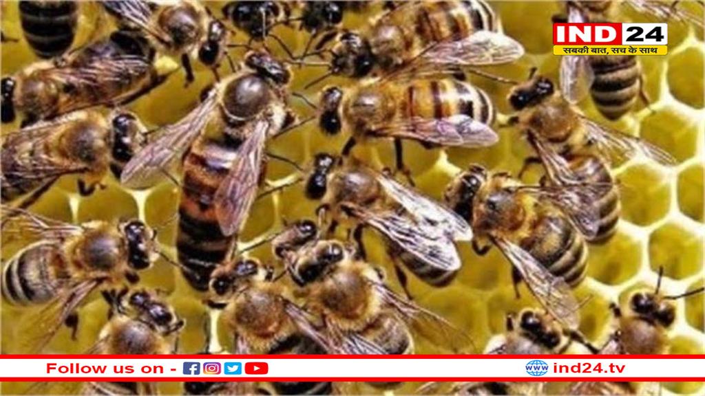 हवन के धुएं से भड़की मधुमक्खियों ने जमकर मचाया तांडव