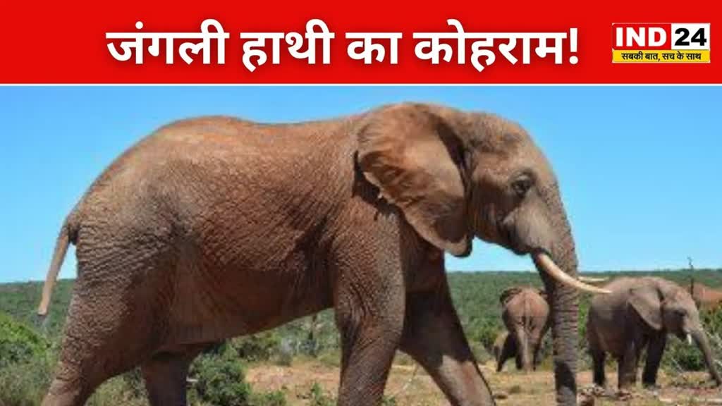 CG NEWS : हाथी के हमले से ग्रामीण की मौत, ग्रामीणों ने भागकर बचाई जान....