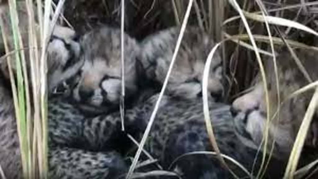 कूनो में चीते के 2 और बच्चों की मौत, अब तक 3 शावकों की गई जान