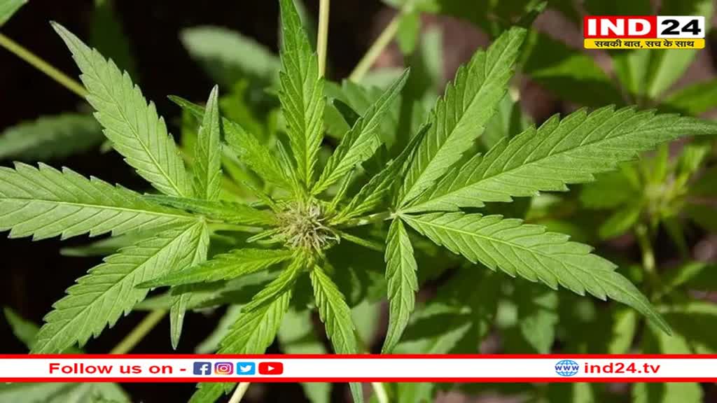 ओडिशा के शिव मंदिरों में गांजे के उपयोग पर प्रतिबंध ! श्रद्धालुओं ने किया विरोध 