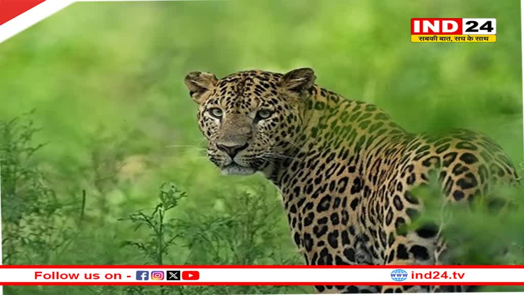  प्रदेश में 3,907 तेंदुए, कर्नाटक में सबसे ज्यादा संख्या बढ़ने के बावजूद एमपी नंबर वन पर बरकरार