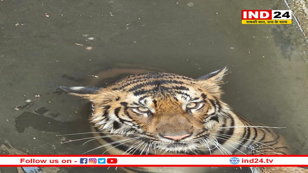 MP: सिवनी जिले में अपने शिकार के साथ कुएं में गिरा टाइगर