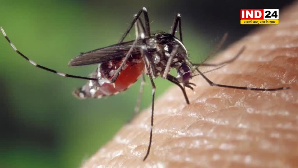 घर पर मच्छरों ने दे दी है दस्तक ? इन घरेलू नुस्खों से करें सफाया