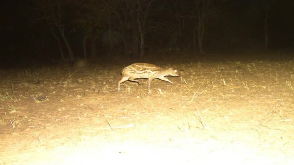 CG News :  छत्तीसगढ़ में यहां नजर आया दुनिया का सबसे छोटा हिरण.....