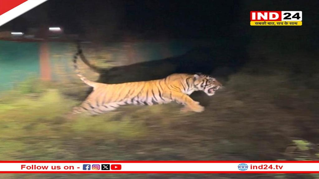 पेंच टाइगर रिज़र्व से रामगढ़ विषधारी टाइगर रिज़र्व तक बाघिन का सफल स्थानांतरण, वन्यजीव संरक्षण को मिली मजबूती