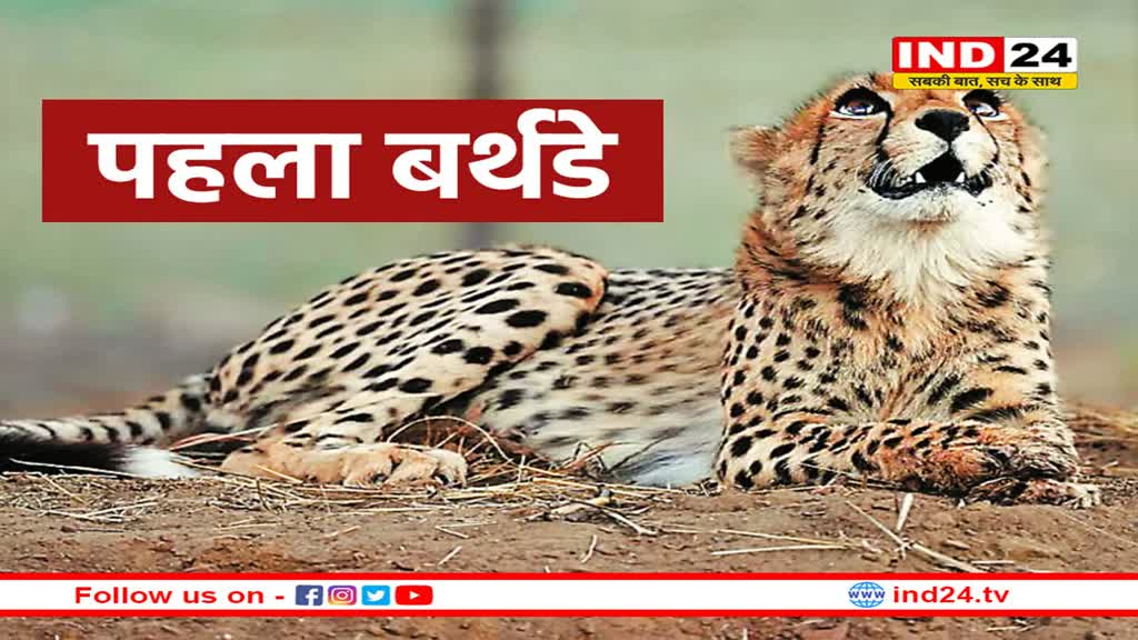 बधाई! आज पहले देशी भारतीय चीते का पहला जन्मदिन, देश में अब 27 हो गई चीतों की संख्या
