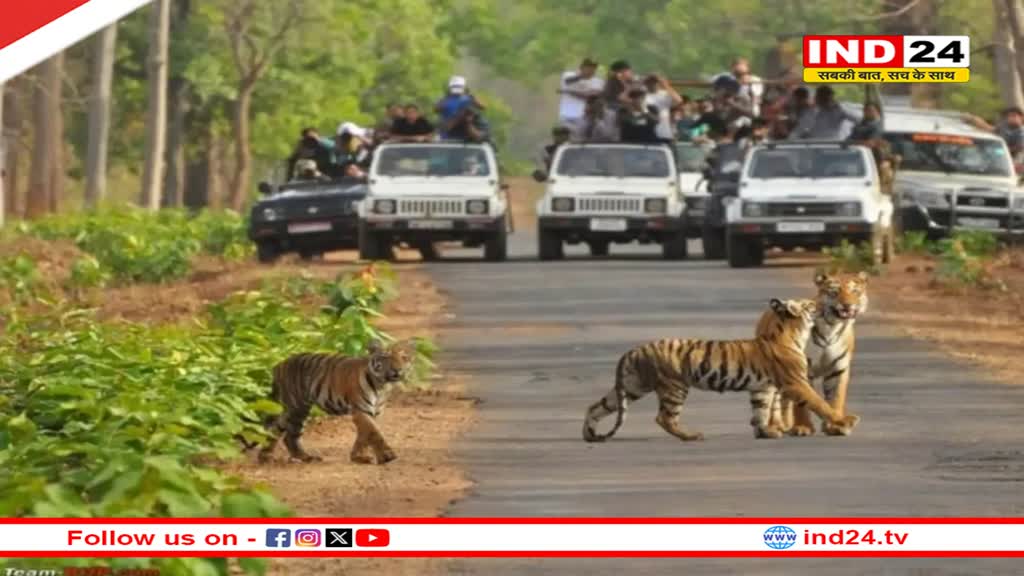 मप्र के सभी टाइगर रिजर्व आज से बंद, अब 1 अक्टूबर को खुलेंगे