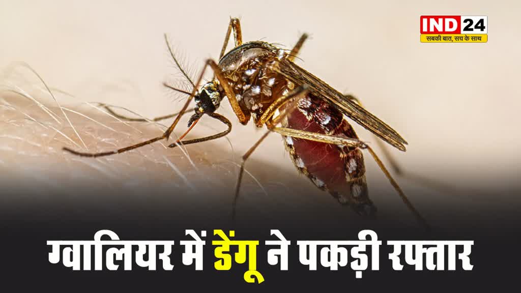 ग्वालियर में डेंगू का कहर जारी, एक ही दिन में 17 संक्रमितों की पुष्टि, बढ़कर 264 हुई मरीजों की संख्या